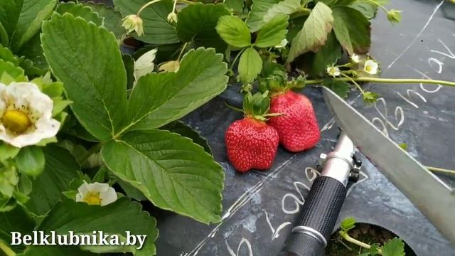 Сорт клубники Флорида Бьюти ? НСД. Belklubnika.by.mp4 смотреть онлайн