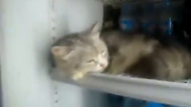 Кот прохлаждается в холодильнике смотреть онлайн