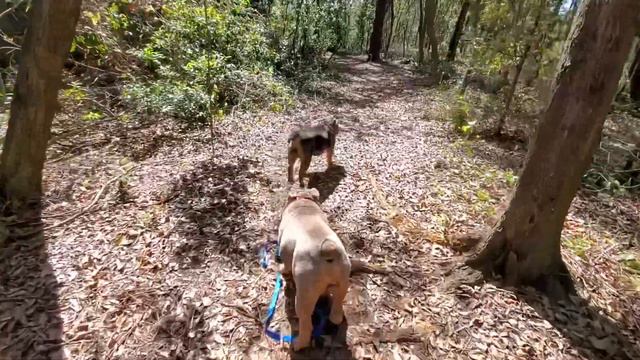 I LET MY DOGS WALK ME FOR A DAY | OLDE ENGLISH BULLDOG 🐶 смотреть онлайн