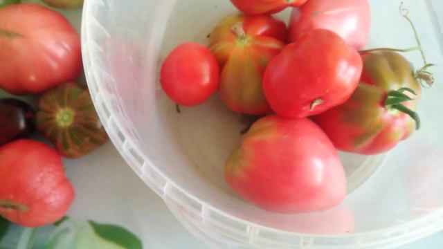 Собрала ведро томатов в теплице. Урожай 2022. смотреть онлайн