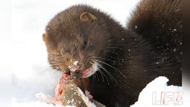 Как наловить 3 мешка норок зимой? Секреты охоты на норку! смотреть онлайн