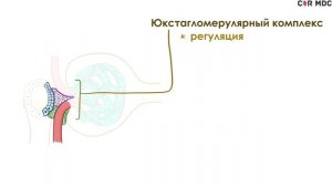 Анатомия и физиология почек, мочевого пузыря, мочеточников