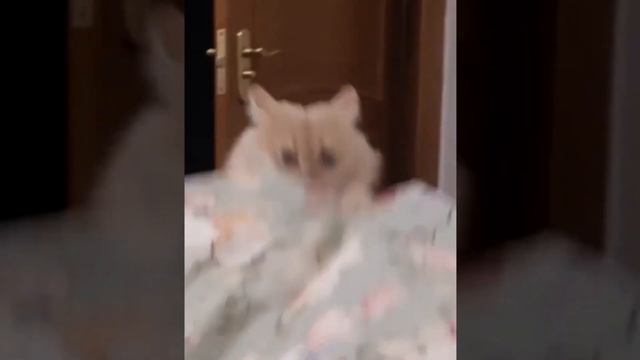Ребята прикиньте тут есть радио! смотреть онлайн