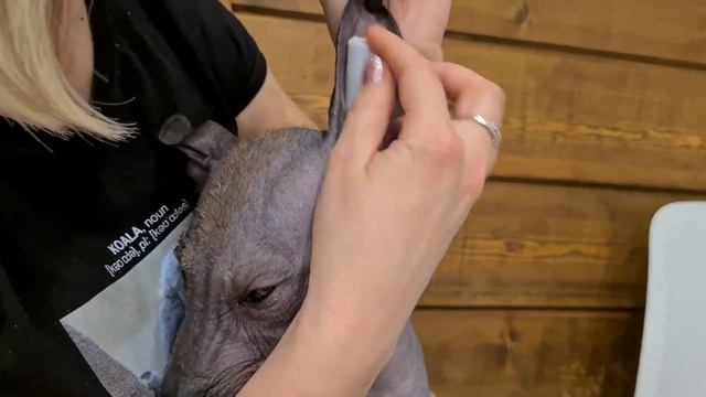 Как ставить уши щенку ксоло (2) смотреть онлайн