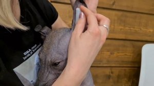 Как ставить уши щенку ксоло (2)