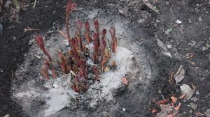 Пионы весной. Какие работы?. чем подкармливаю. Бурное цветение.