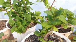 Состояние крупнолистной гортензии в марте.