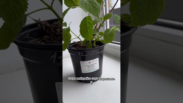 гортензия Маршмеллоу смотреть онлайн