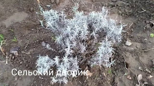 УХОД ЗА ЛАВАНДОЙ ОСЕНЬЮ смотреть онлайн