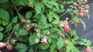 Летний сорт Джорджия - медовый вкус с ароматом лесной малины