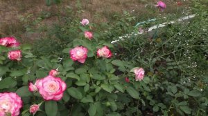 Роза флорибунда Jubile du Prince de Monaco (Юбилей принца Монако).  Видео обзор