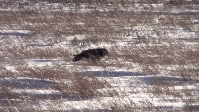 Rough-legged Hawk (Accipitridae: Buteo lagopus) Hunting Behavior смотреть онлайн