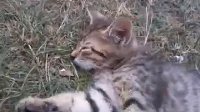 Не смог разбудить кота! смотреть онлайн