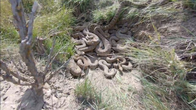 RattleSnake Mega Den Footage смотреть онлайн