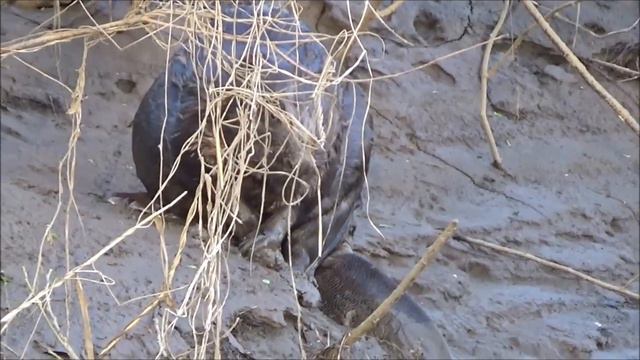 Исток озера Кедровое. смотреть онлайн