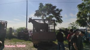 Рынок Лошадей, Урус-мартан. Чечня, Жеребц, кобыла, Арабская, Шаер тяжеловоз.