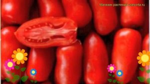 Томат обыкновенный Гулливер. Краткий обзор, описание характеристик, где купить семена