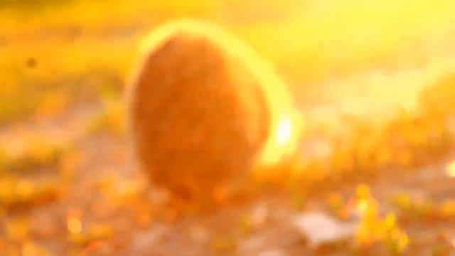 СОЛНЕЧНЫЙ ЁЖИК, ДАРИТ НЕМНОГО ЛЕТА :)