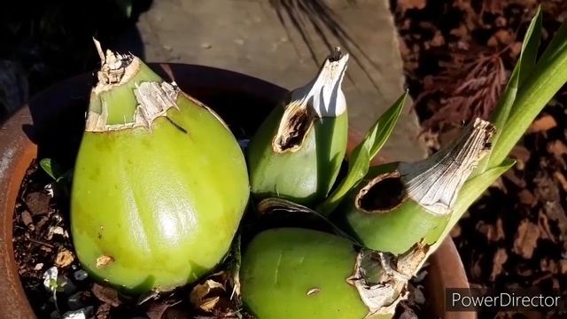 ОРХИДЕЯ ГОЛУБЬ или Peristeria elata. Год спустя после покупки. смотреть онлайн