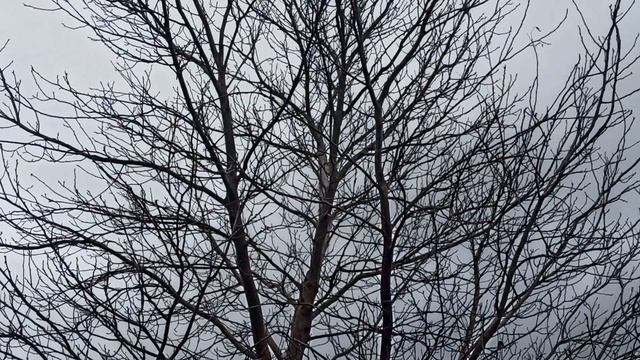 22 апреля народный праздник День Вадима. Народные приметы и традиции. Запреты дня. смотреть онлайн