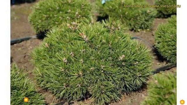 Сосна горная Грюн Велл. Краткий обзор, описание характеристик pinus mugo Grune Welle смотреть онлайн
