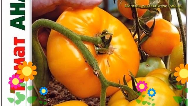 Томат Ананасный. Краткий обзор, описание характеристик solanum lycopersicum Ananasnyj смотреть онлайн