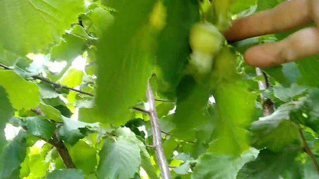 Фундук привитий на МЕДВЕЖОМУ горіхові без полива.