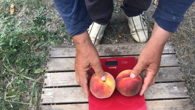 Интенсивный персиковый сад на подвое Манжурский. Питомник Маценко смотреть онлайн