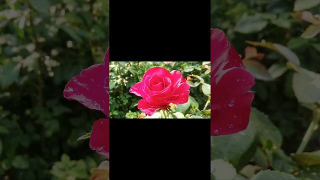 Мои розы? #розы #цветы #rose #розыввсаду #сортароз #черенкованиероз смотреть онлайн