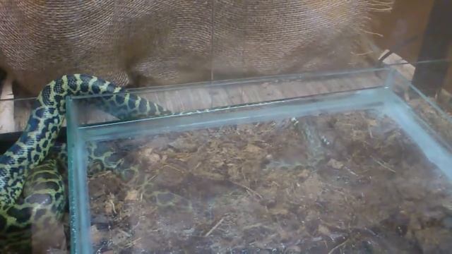 Детеныш парагвайской анаконды. смотреть онлайн