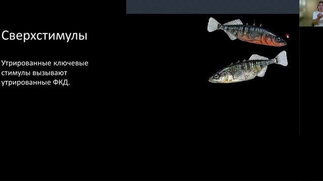 Нейробиология. Лекция 2. Этология смотреть онлайн