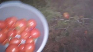 Томат Король Лондон