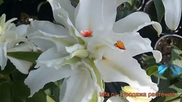 Лилия восточная махровая Дабл Крис (lilium) ? Дабл Крис обзор: как сажать, луковицы лилии Дабл Крис смотреть онлайн