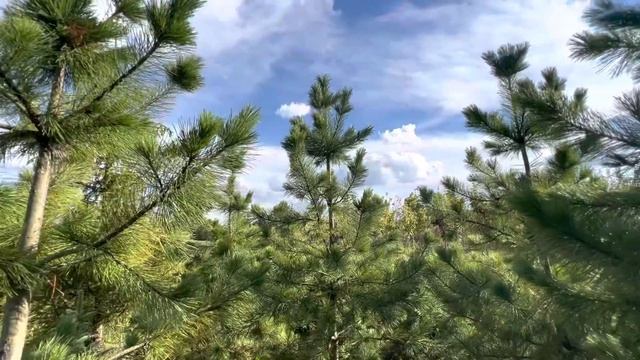 Сосна кедровая смотреть онлайн