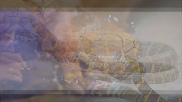 Притча о Мышеловке, Притча о Взаимопомощи смотреть онлайн