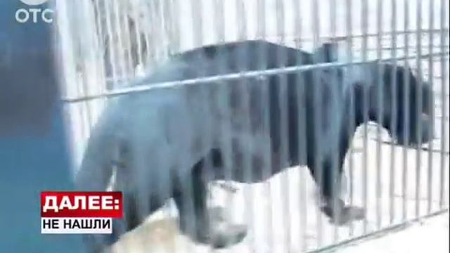 Гибель сотрудницы Новосибирского зоопарка признана несчастным случаем смотреть онлайн