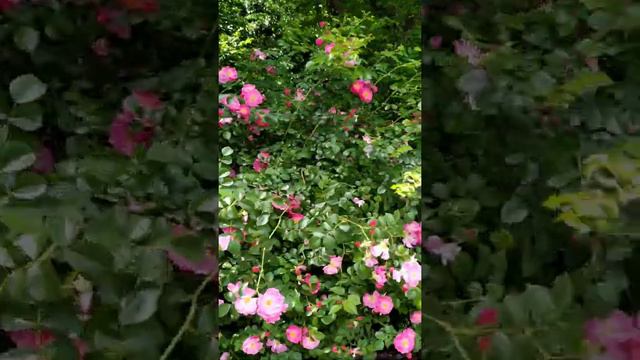 Цветы вдоль дороги 🌸 Стамбул 28.05.19 смотреть онлайн