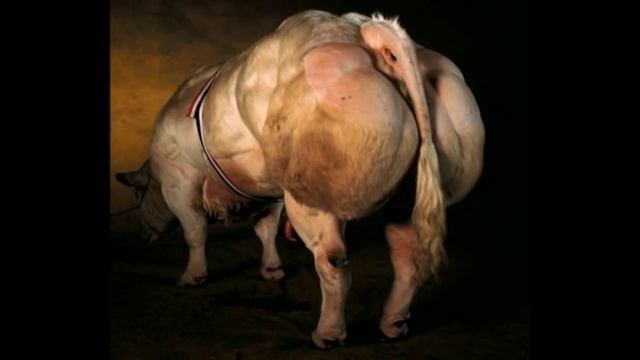 Бельгийская голубая порода КРС. The Belgian blue breed смотреть онлайн