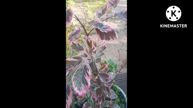 Бук триколор. #Shorts. смотреть онлайн