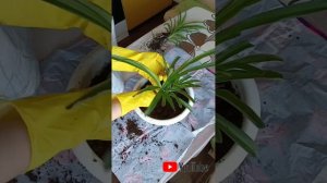 Пересаживаем хлорофитум хохлатый 🌱#хлорофитум #пересадка #какпересадить #дом #уютныйдом