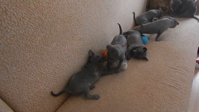 Тайский риджбек. Эти щенки продаются, тел. 8-800-30-222-09. смотреть онлайн