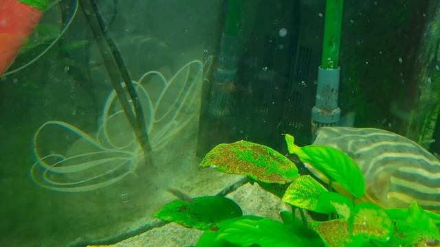 Tetraodon Fahaka Eating Orb Snails