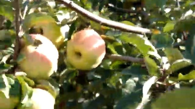 Лучшие сорта яблок. Прогулка по саду сорт Белорусское сладкое, Антей, Лучезарное смотреть онлайн