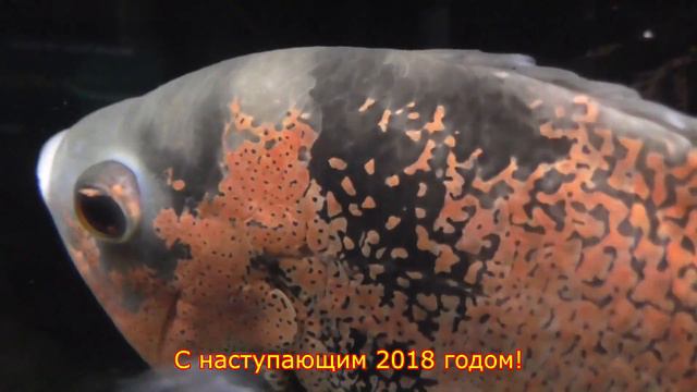 Новогоднее поздравление аквариумистам 2018 смотреть онлайн