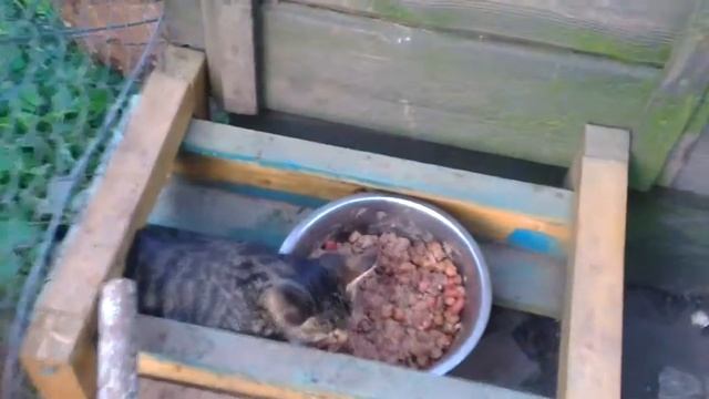 Кот Барсик слушает, да ест... смотреть онлайн