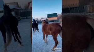 ТИК ТОК ЛУЧШЕЕ / #лошадь