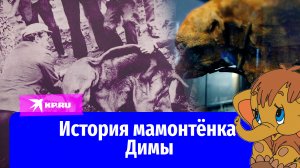 Как погиб мамонтёнок Дима: история уникального экспоната