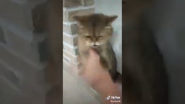 кунг фу кот смотреть онлайн