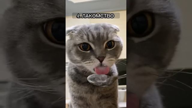 КАК КОШКА ПОНИМАЕТ, ЧТО ВЫ ЕЁ ЛЮБИТЕ? смотреть онлайн