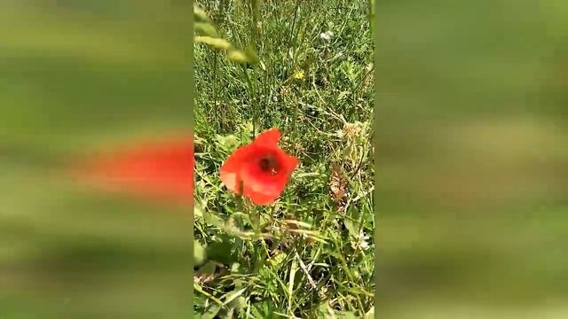 Представьте себе зелененький кузнечик.mp4 смотреть онлайн